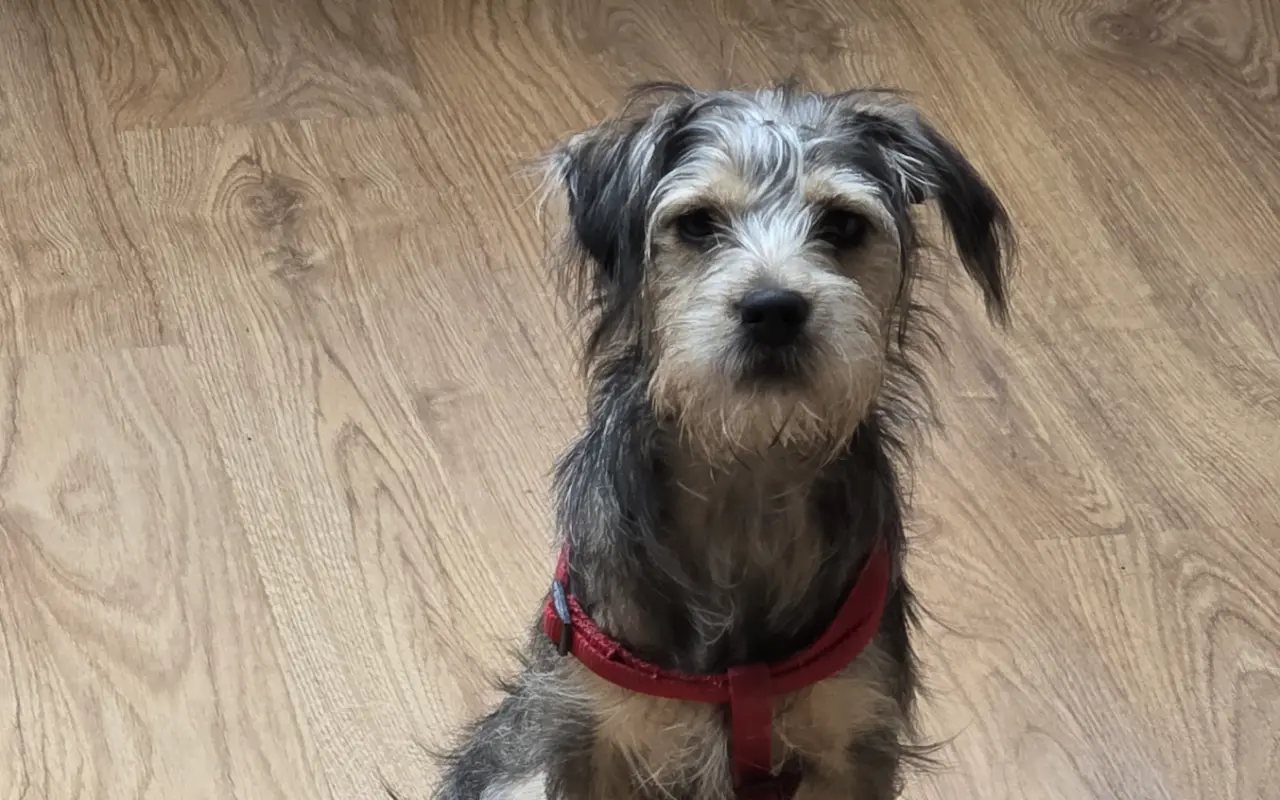 Pomôžme Rumi žiť bez bolesti