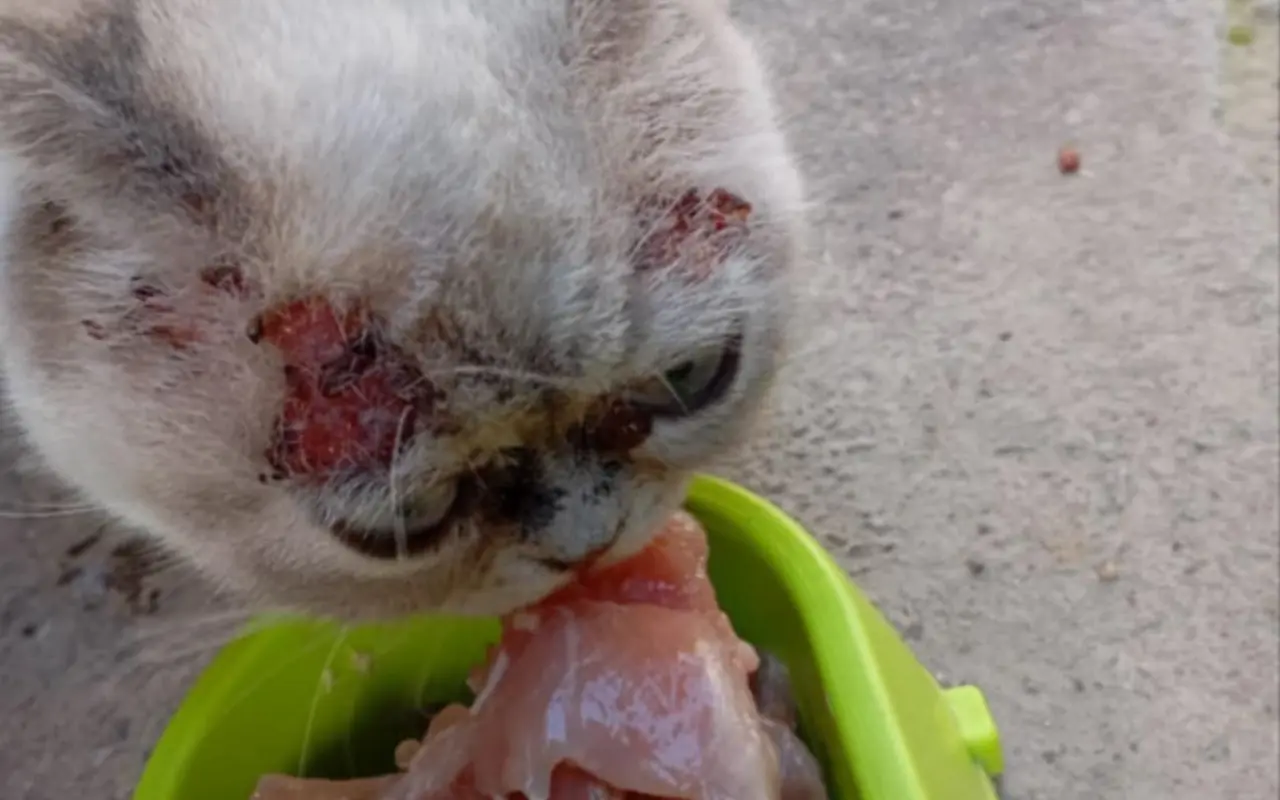 Pomôžme mačičke Gretke znovu vidieť svet