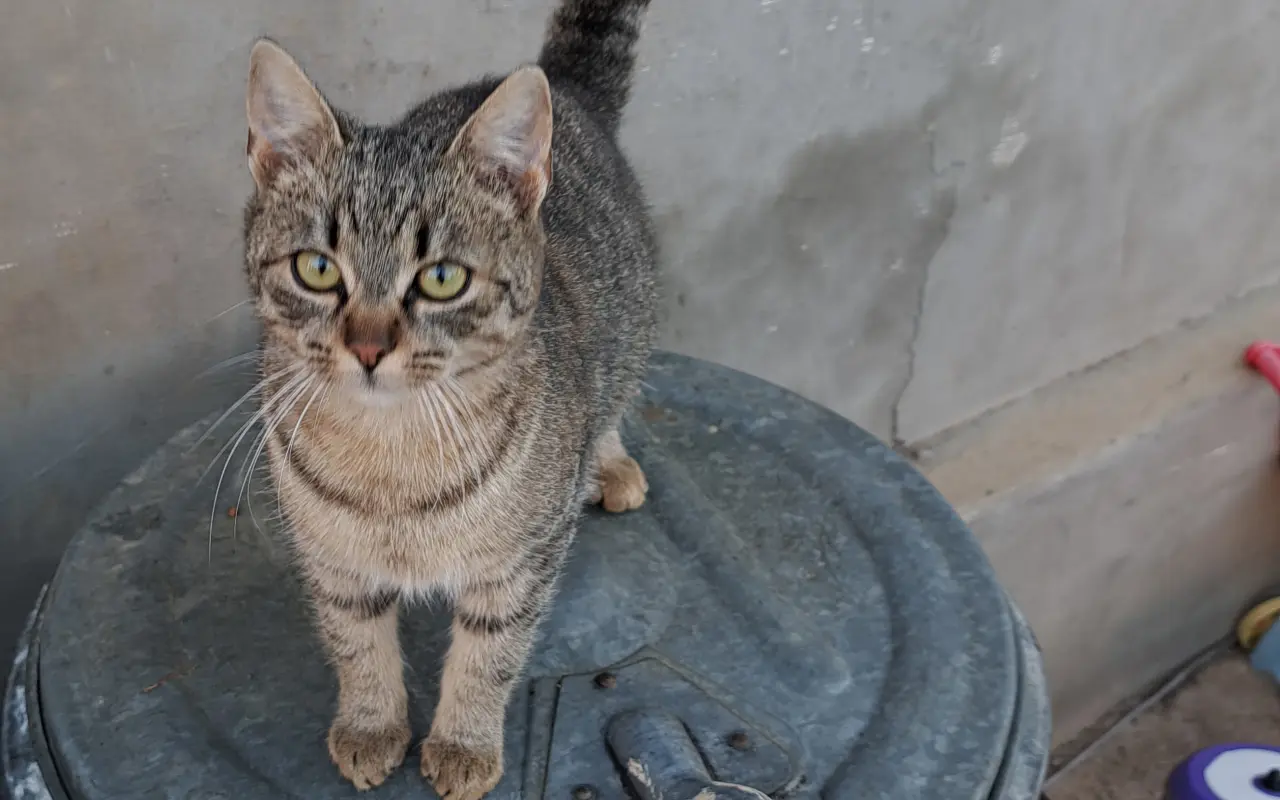 Poďme spolu vykastrovať mačky