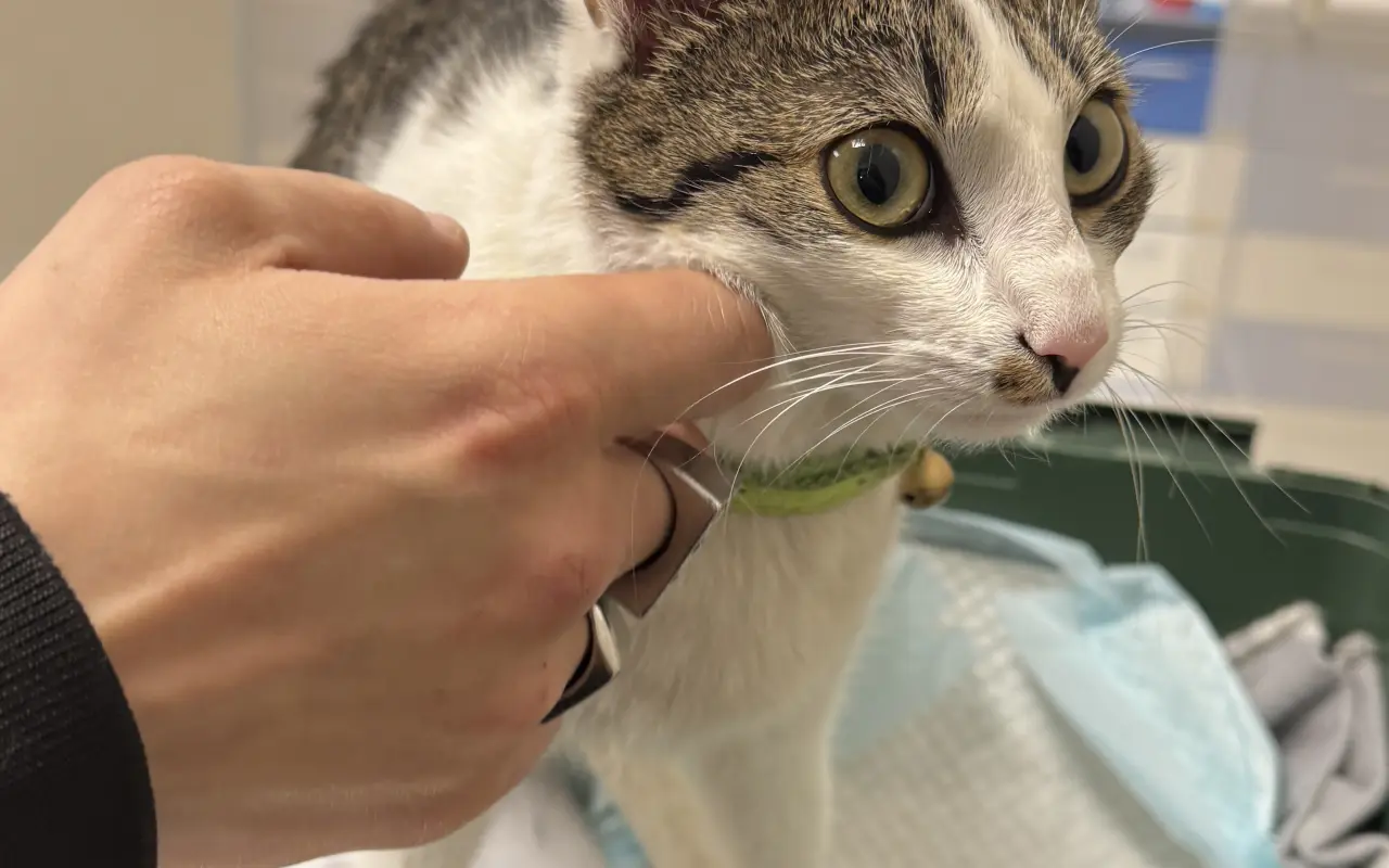 Pomôžme kocúrikovi Šuflík po úraze chrbtice