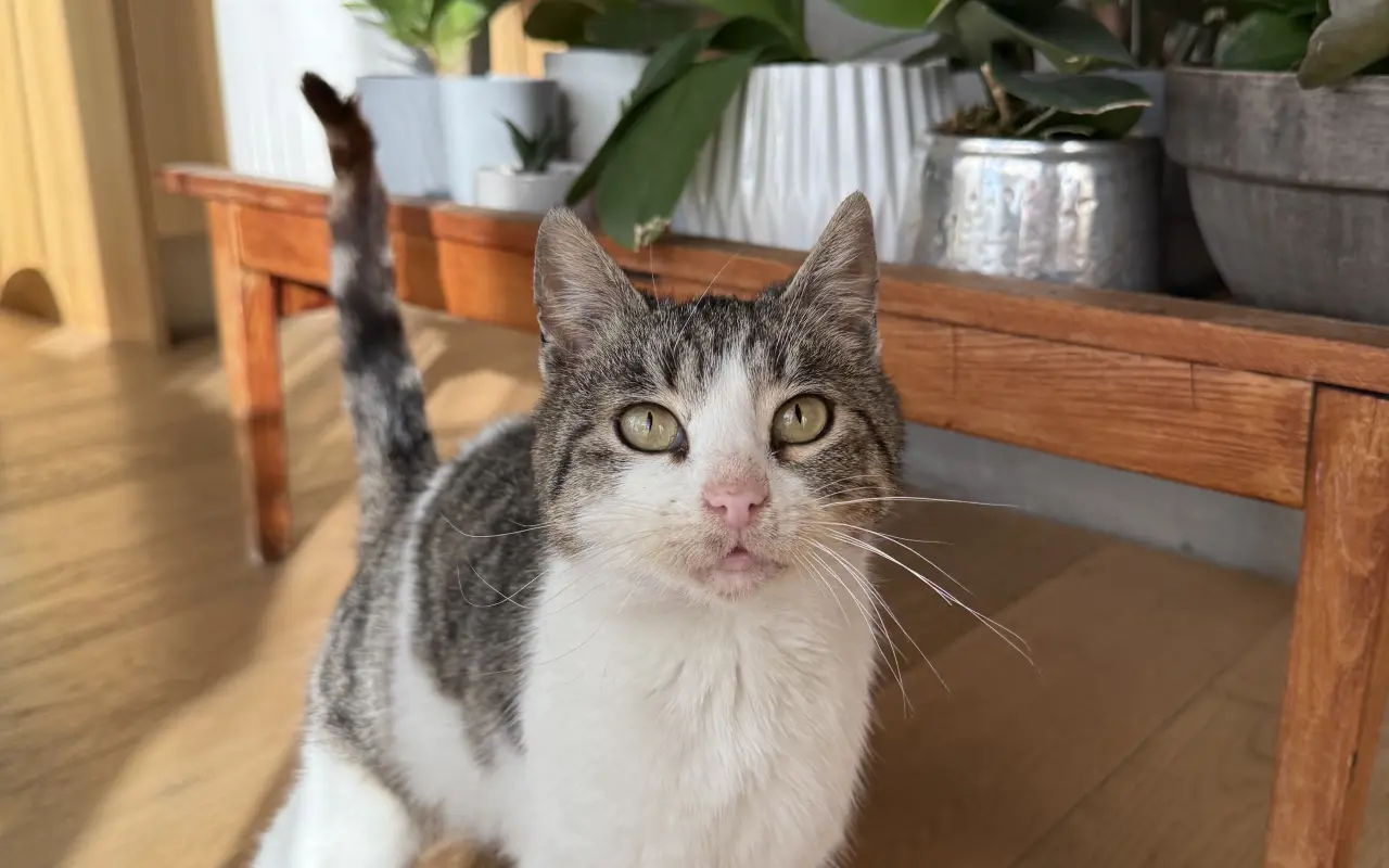 Vráťme spolu Murke bezbolestné kroky