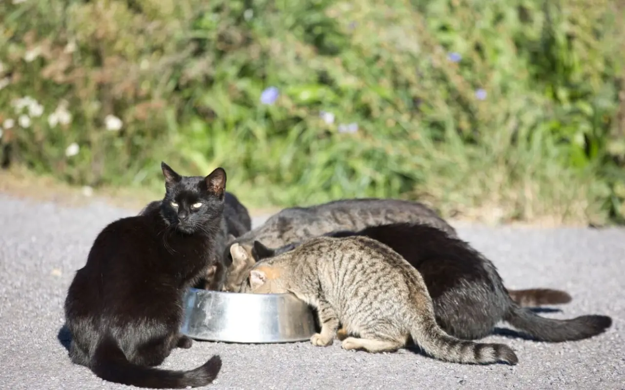 Podporte kastračný program v Banskej Štiavnici