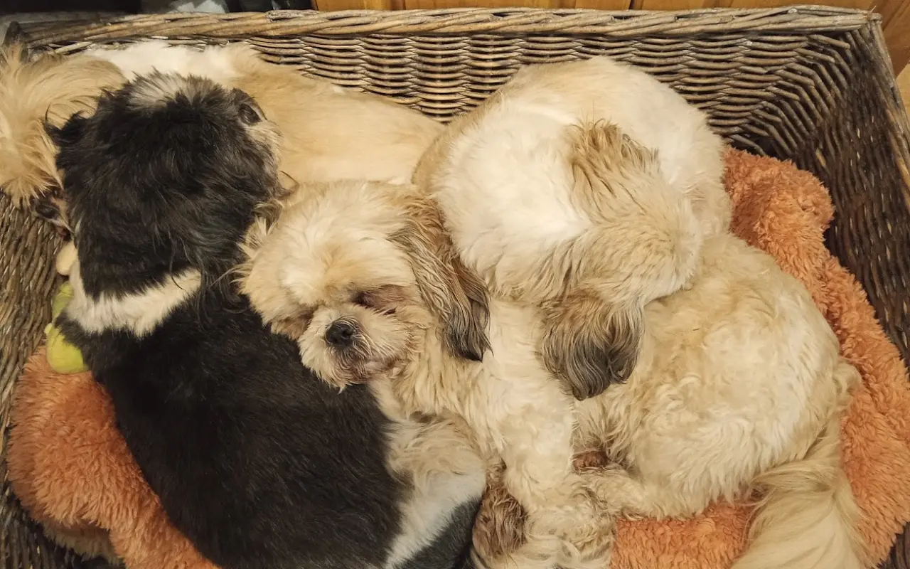 Pomôžte našim senior psíkom Shih-tzu dožiť dôstojný život