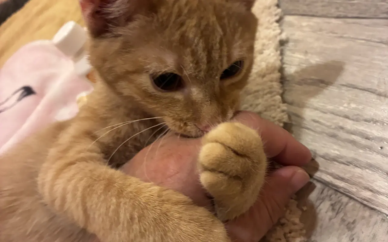 Podporili ste rozšírenie depozitu pre mačičky