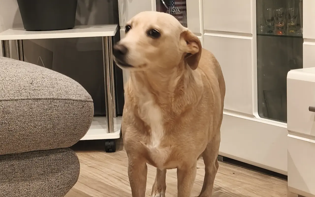 Dajme Minnie možnosť chodiť bez bolesti