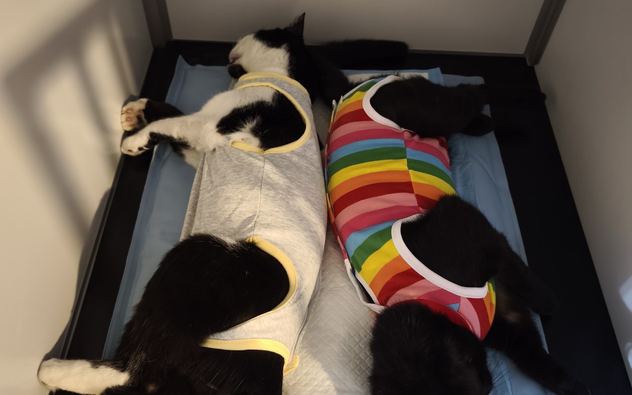 Podporte kastračnú akciu zameranú na vonkajšie túlavé mačky a kocúrov🐾