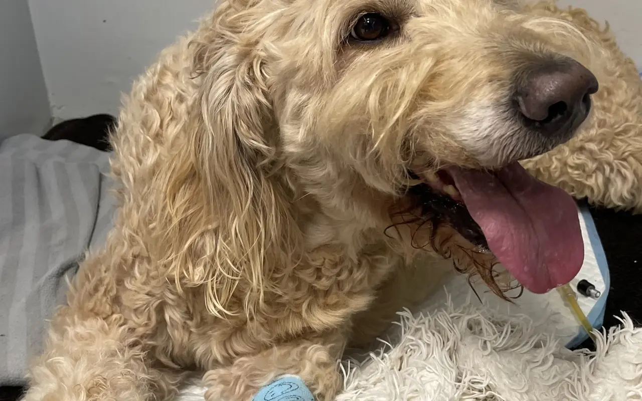 Pomohli ste Bobovi opäť pomáhať