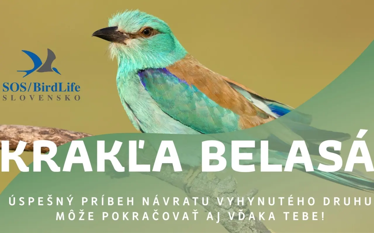 Podpor návrat krakle belasej do slovenskej prírody.