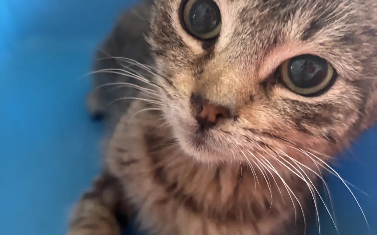 Pomôžme malému Oskarkovi znovu sa postaviť na labky