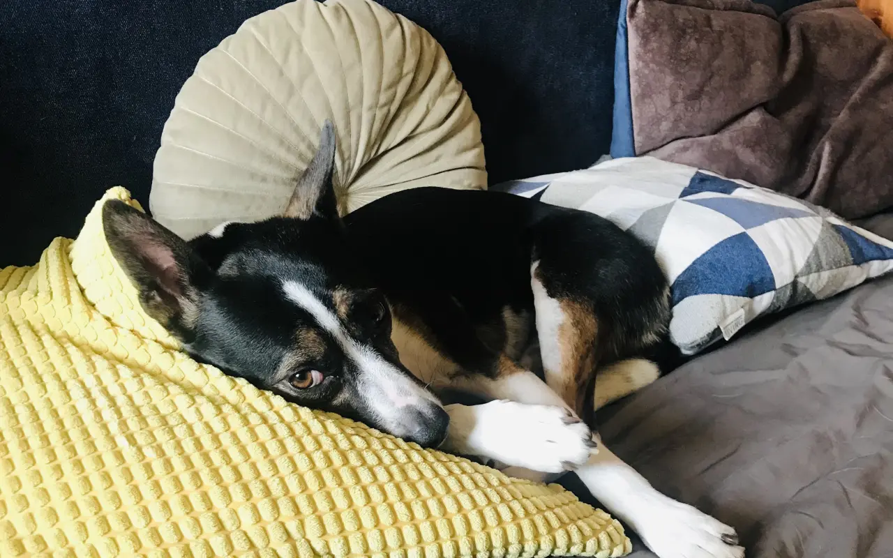 Pomôžme Forint opäť behať bez bolesti