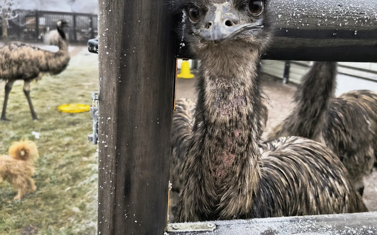 Farmička Monili : Spolu vybudujme lepšie miesto pre zvieratá