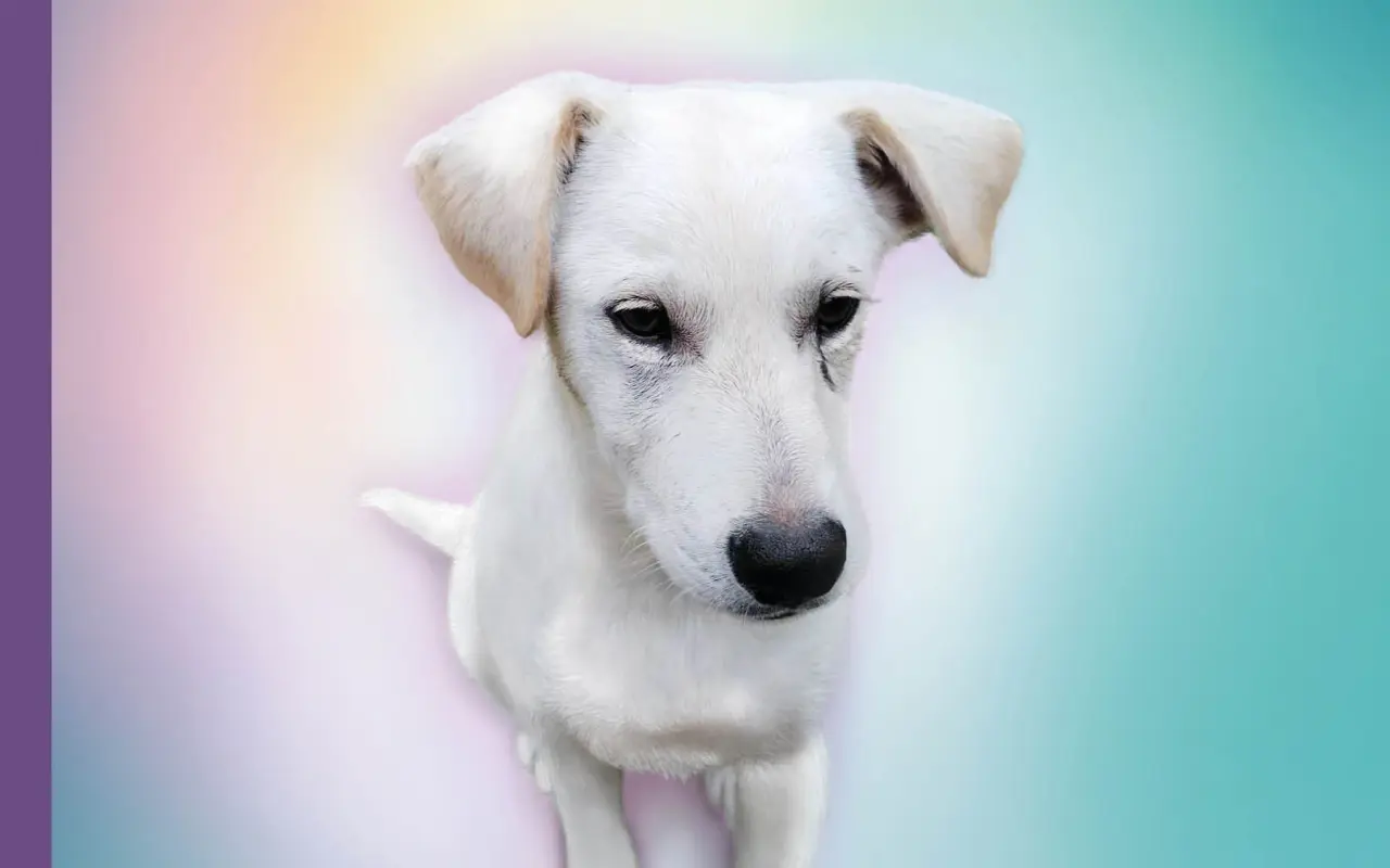 Podporte knihu a zvieracích záchranárov - Spojení láskou a dotykom duší