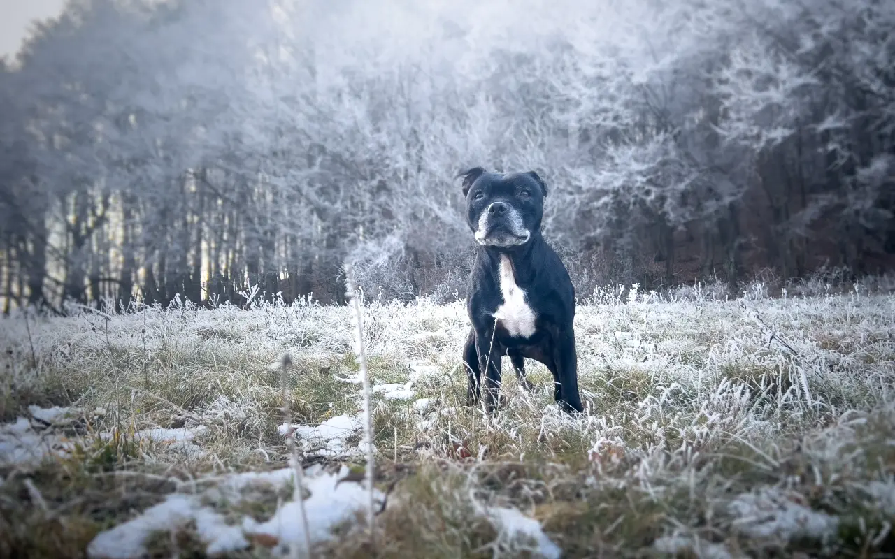 Pre Bessie, aby mohla ešte žiť naplno