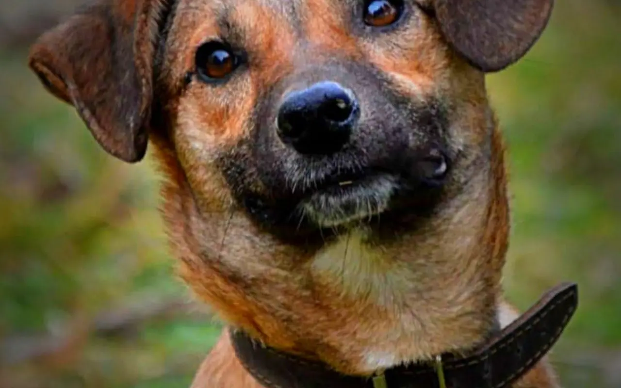 Druhá šanca pre Dobbyho zdravie