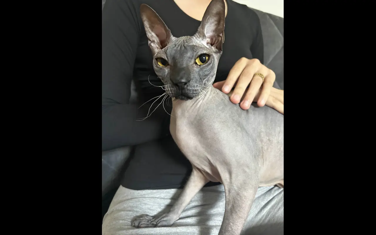 Dobby – kocúrik, ktorý potrebuje CT a operáciu, aby konečne žil plnohodnotne