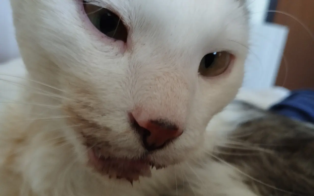 Pomôžme kocúrikovi Labke zotaviť sa