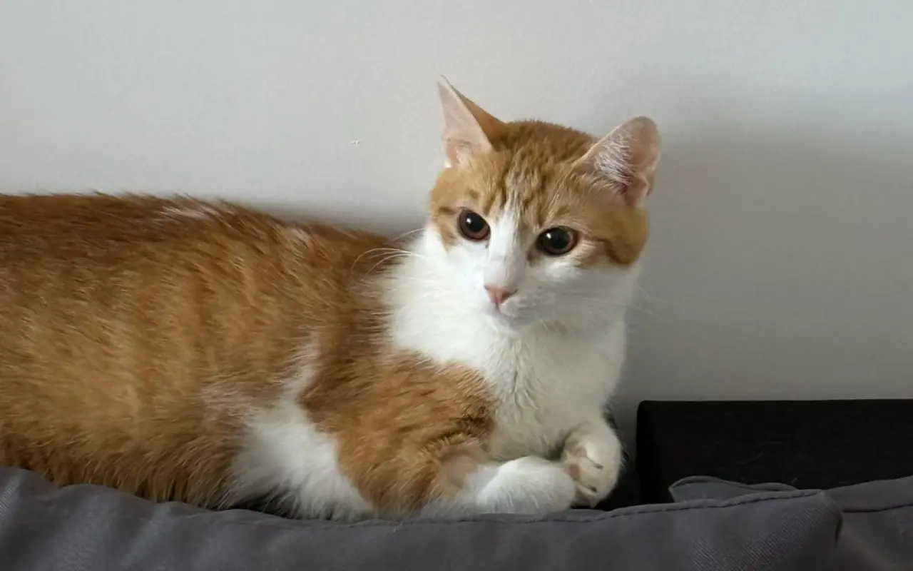Pomôžme kocúrikovi Timovi v boji s chorobou FIP a Felv+