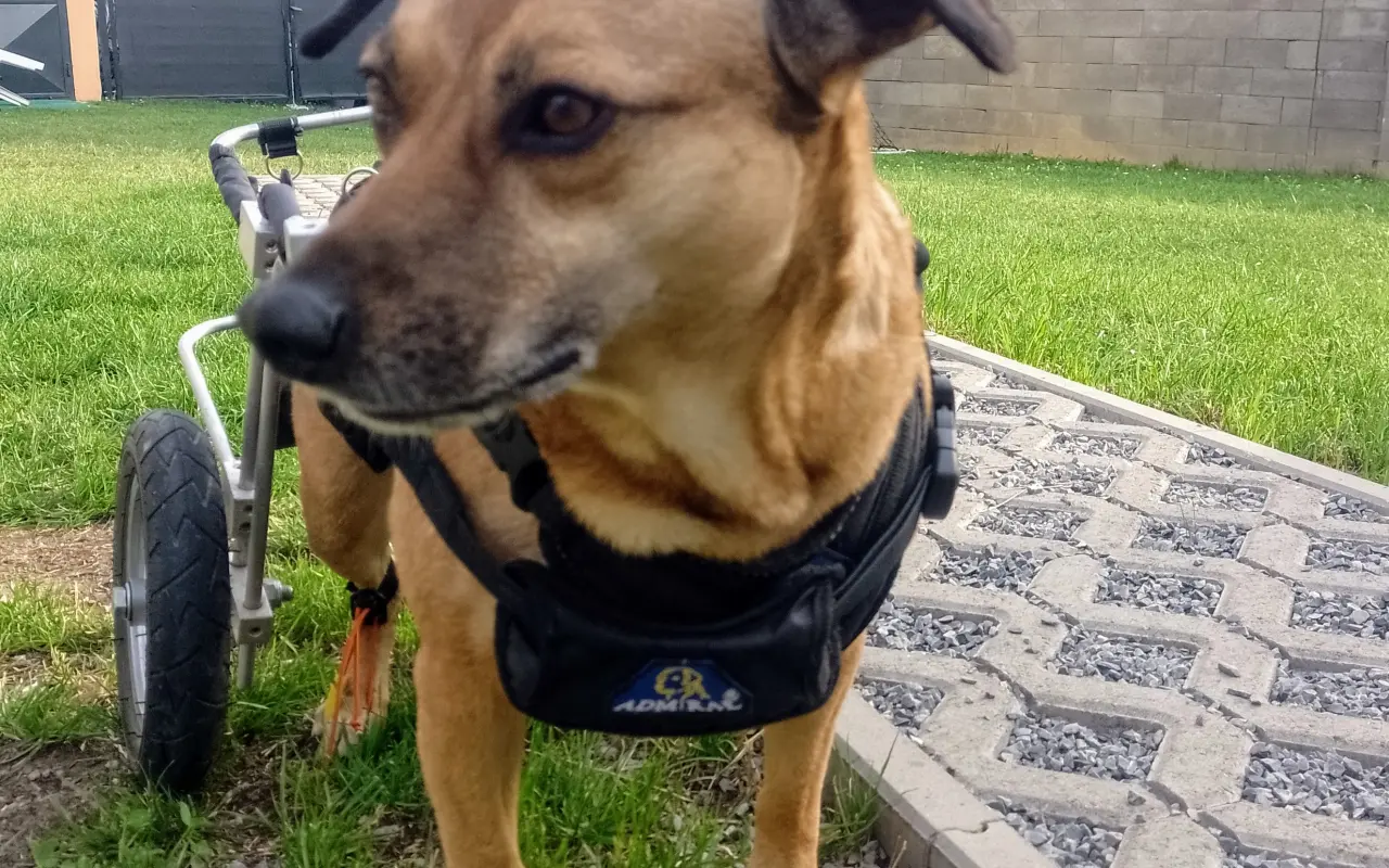 Druhá šanca pre Dobbyho zdravie