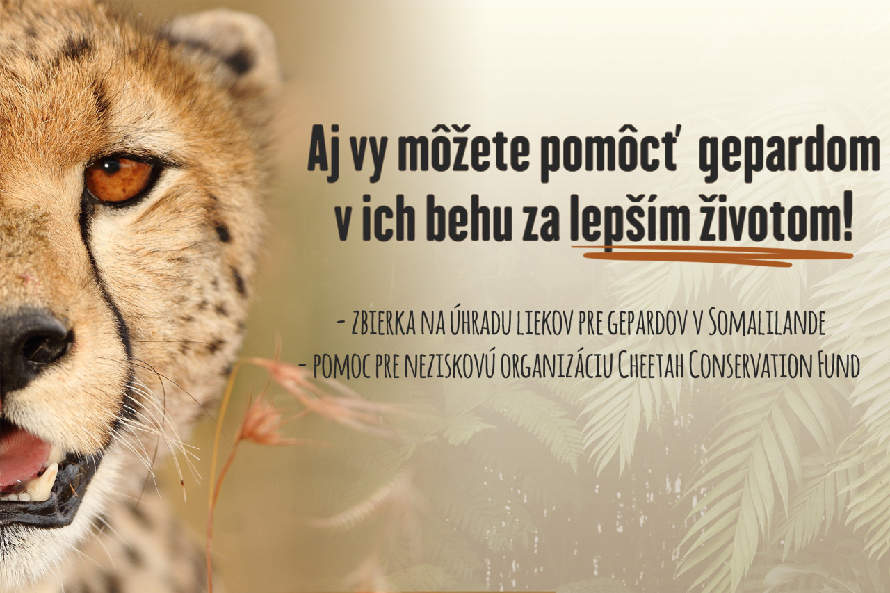 Aj vy môžete pomôcť gepardom v ich behu za lepším životom!