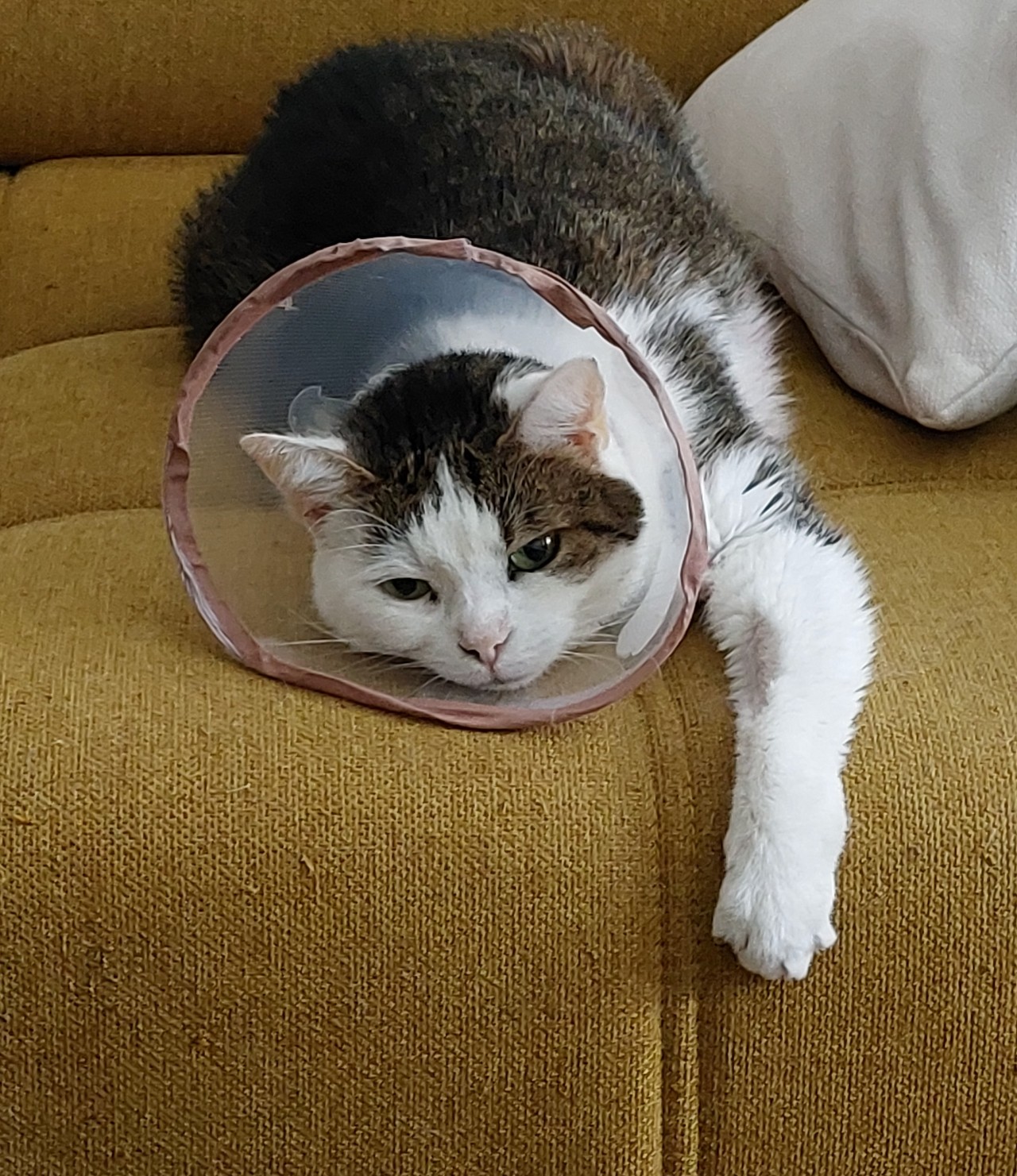 Dajme Lilly šancu na život