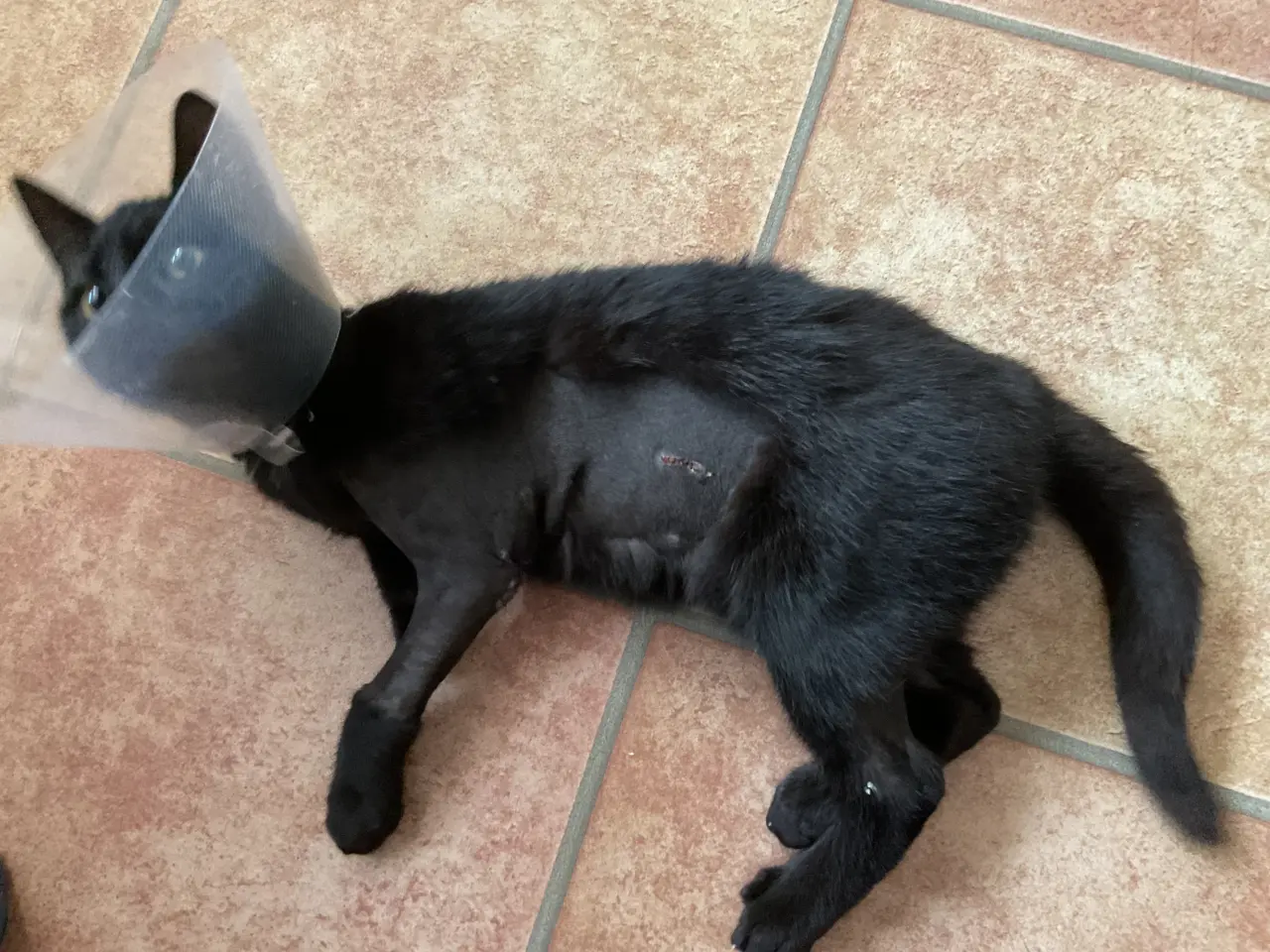 Pomôžme naším postreleným kocúrikom Tučkovi a Despimu