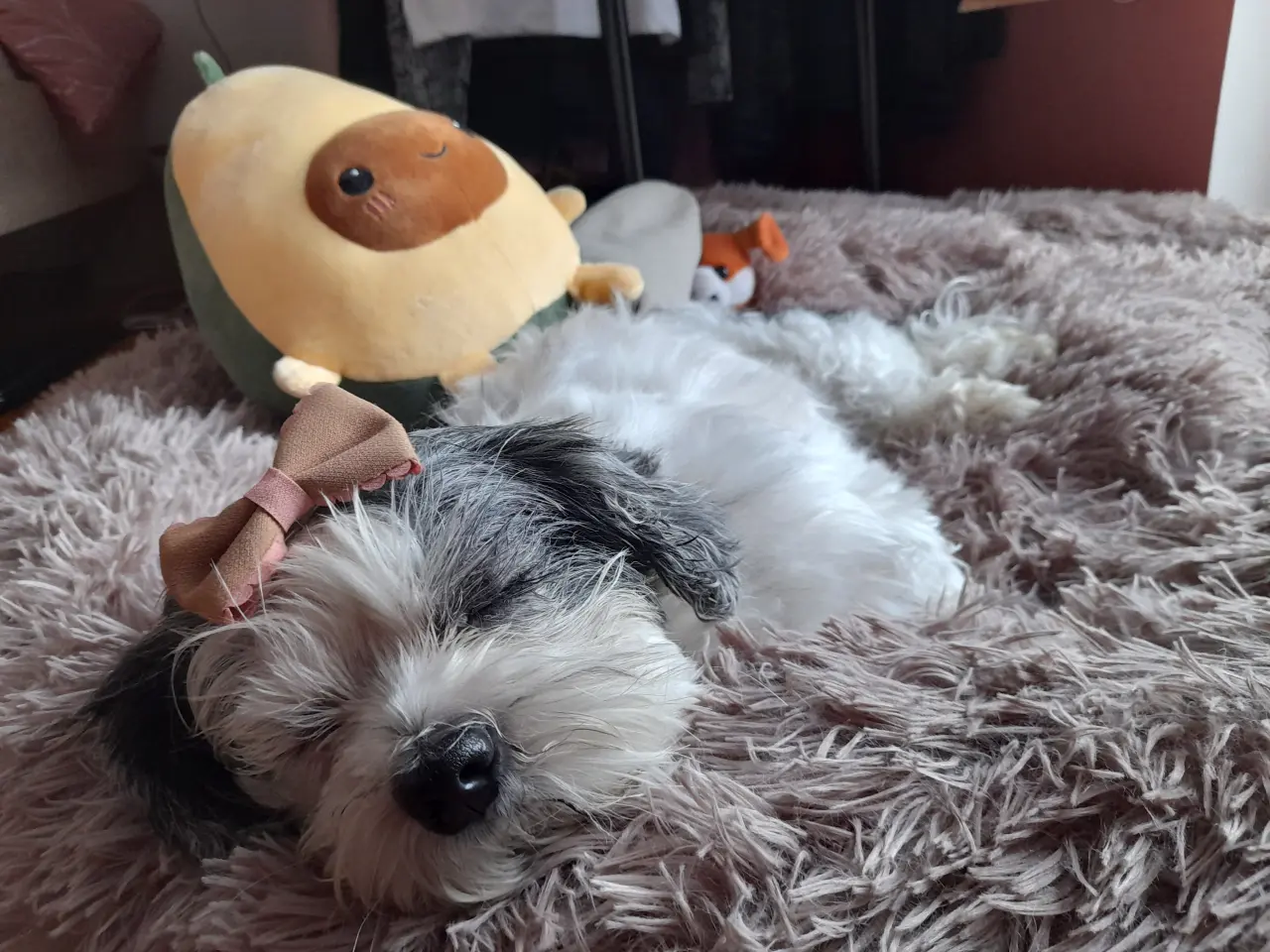 Pomôžte Stelke v boji s onkologickým ochorením
