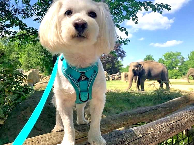 Pomôžme ochrnutému maltezáčikovi Montymu