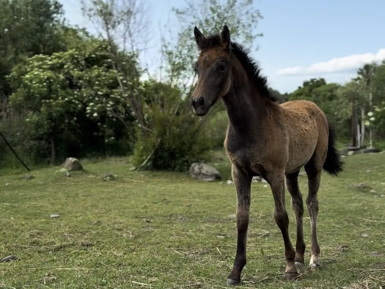 Pomôžte zaplatiť účet na veterine 🐴