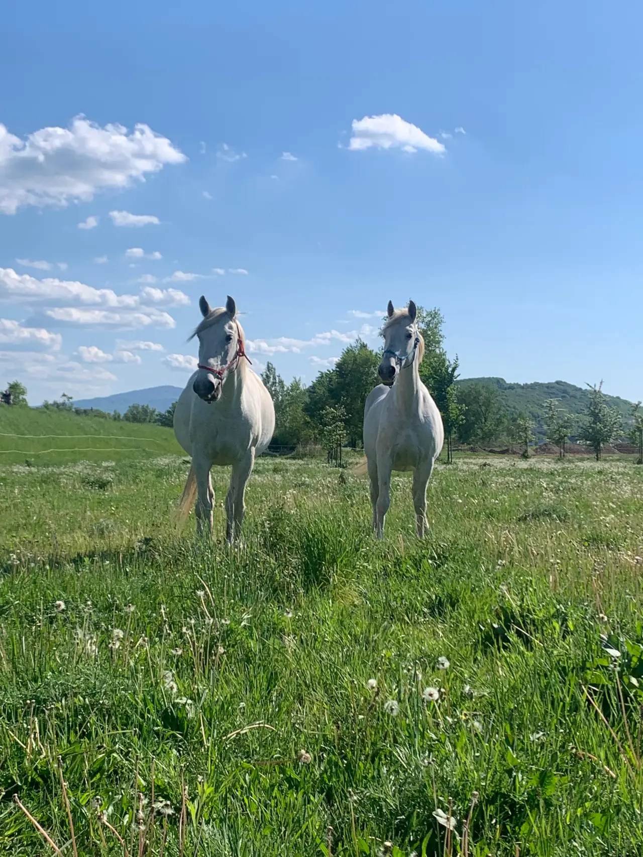 Jazdenie na koni Újazd | Podporate mladých farmárov v chove koní