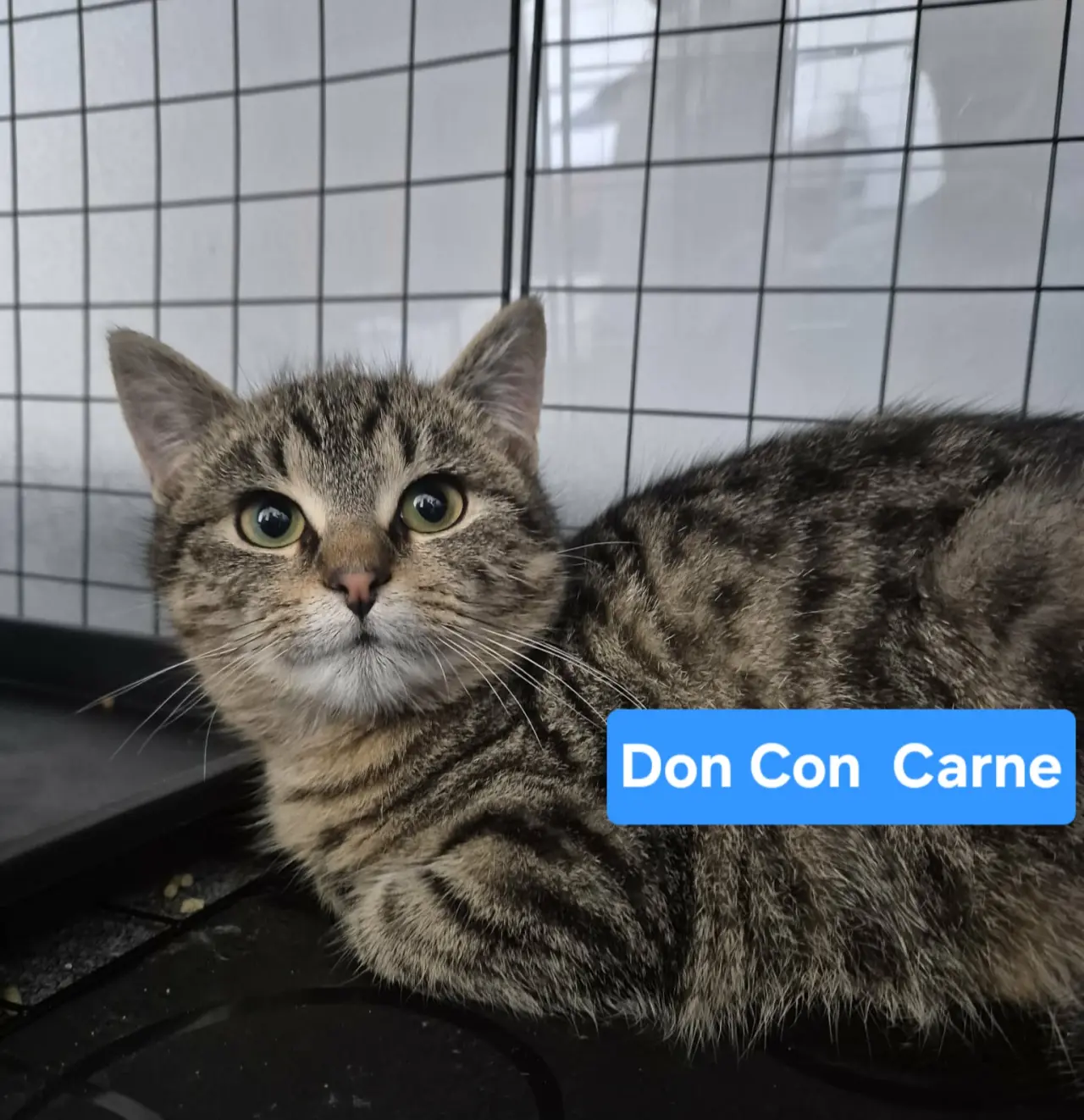 Pomôžme tam, kde by mačičky bez nás neprežili
