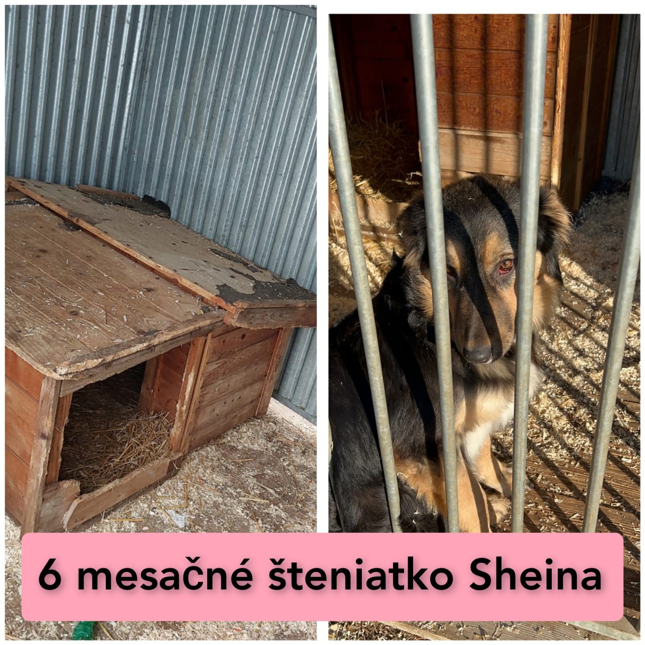 Darujte psíkovi z útulku búdu - teplý a suchý úkryt počas chladných mesiacov