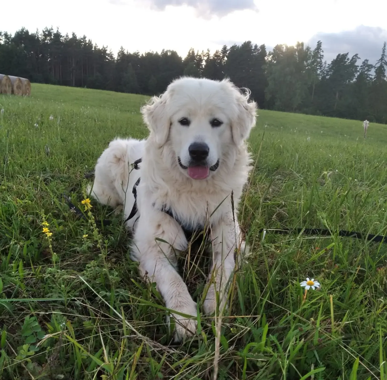 Pomohli ste Ebbie po zrážke s autom