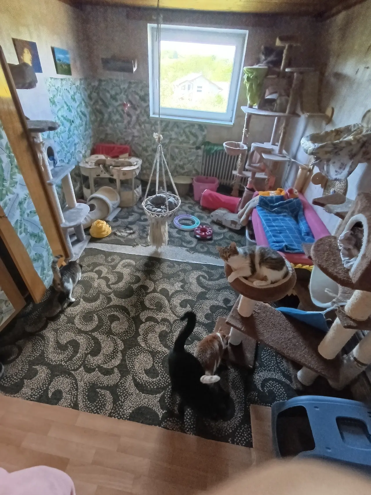 Pomohli ste zrekonštruovať azyl pre hendikepované a zachránené mačky
