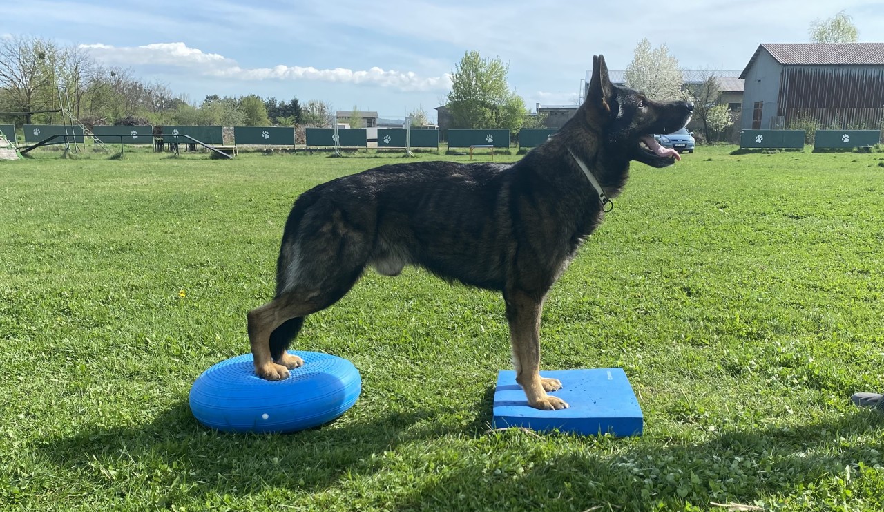 "Maxova cesta k pohybu" - Pomôžme Maxovi s veterinárnymi nákladmi