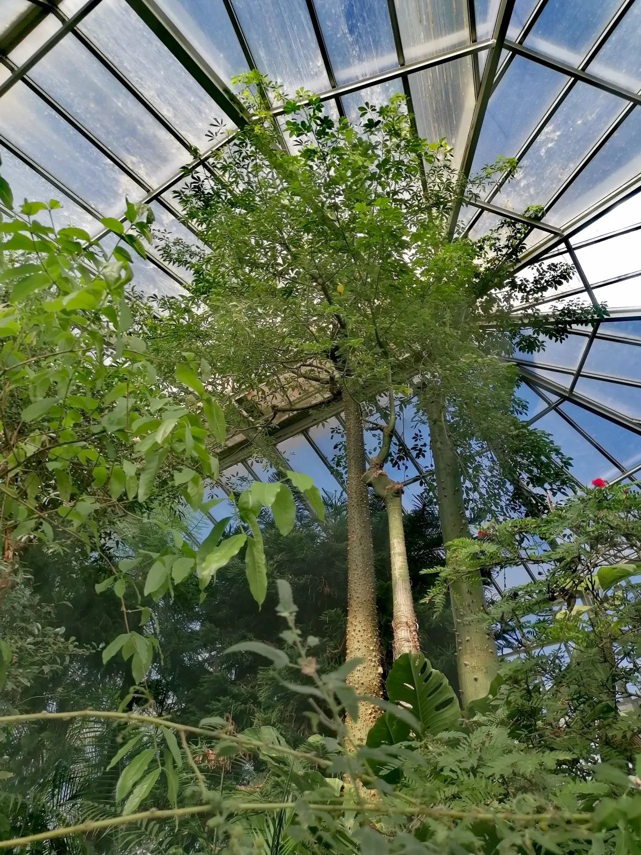 Znížme uhlíkovú stopu v Botanickej záhrade UPJŠ