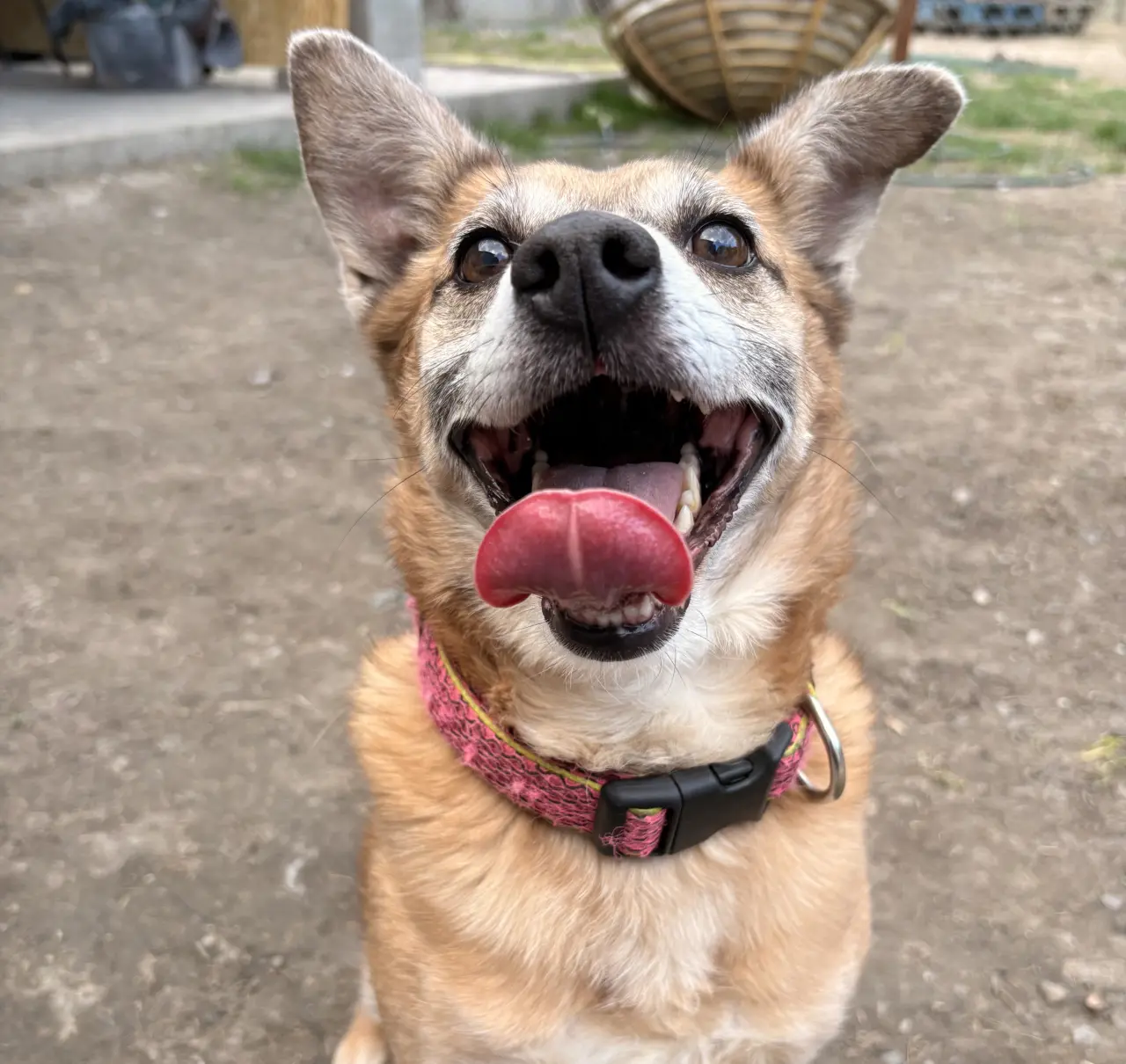 Pomôžte nám dať psom druhú šancu – prerábame Happy Paw’s