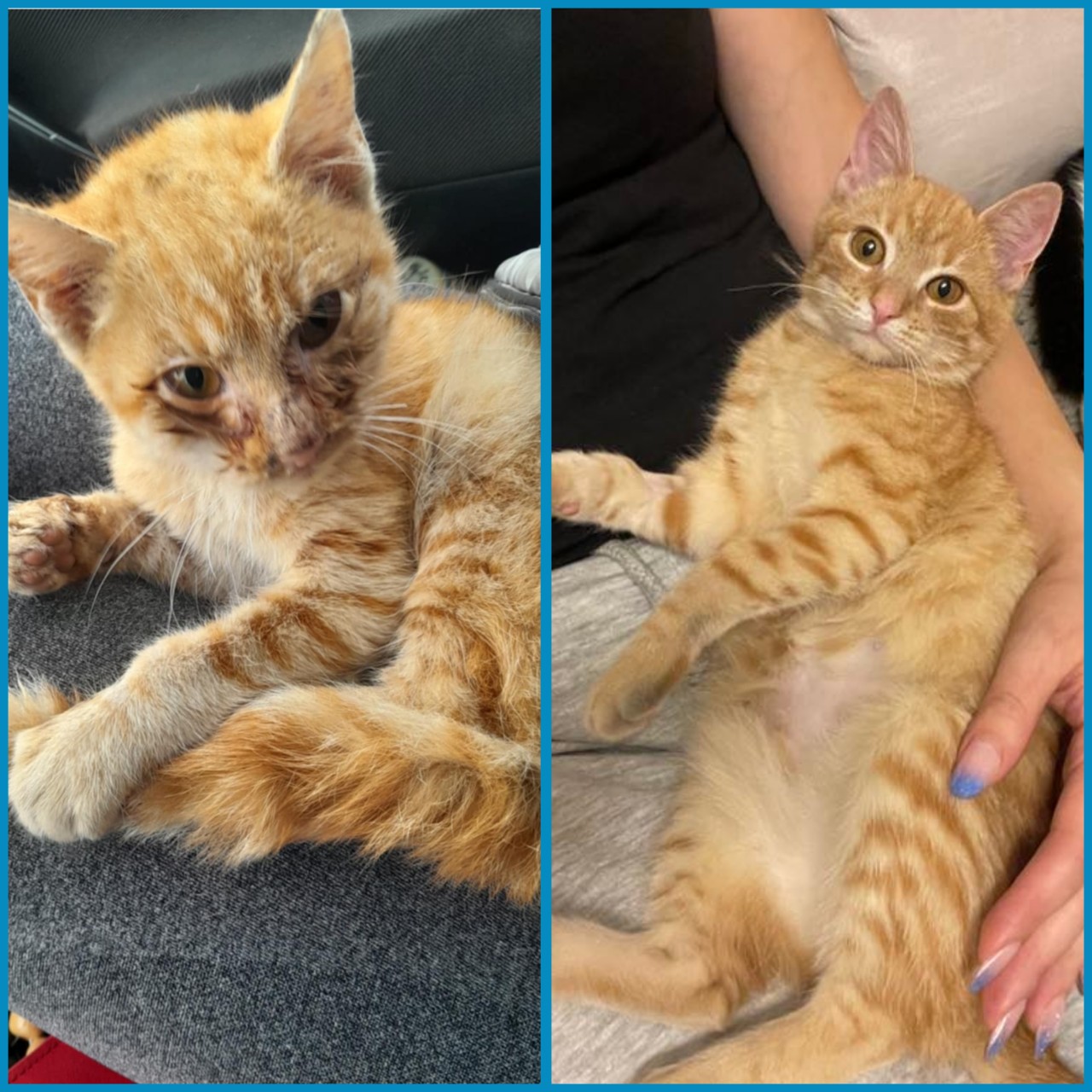 Pomôžme spoločne ZVIERACIEMU AZYLU v Starej Ľubovni! 🐾❤️