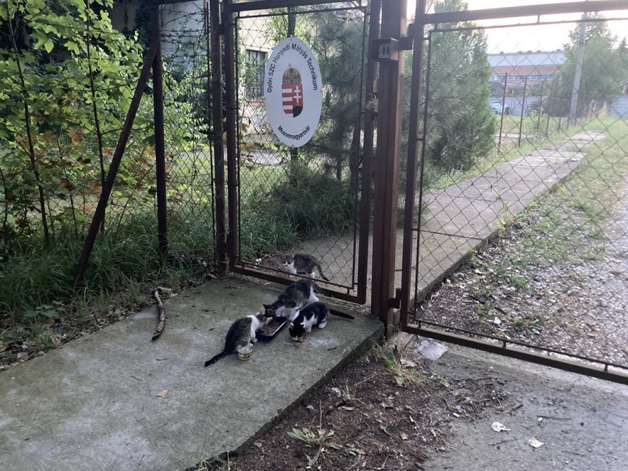 Pomôžte maďarským pouličným mačičkám