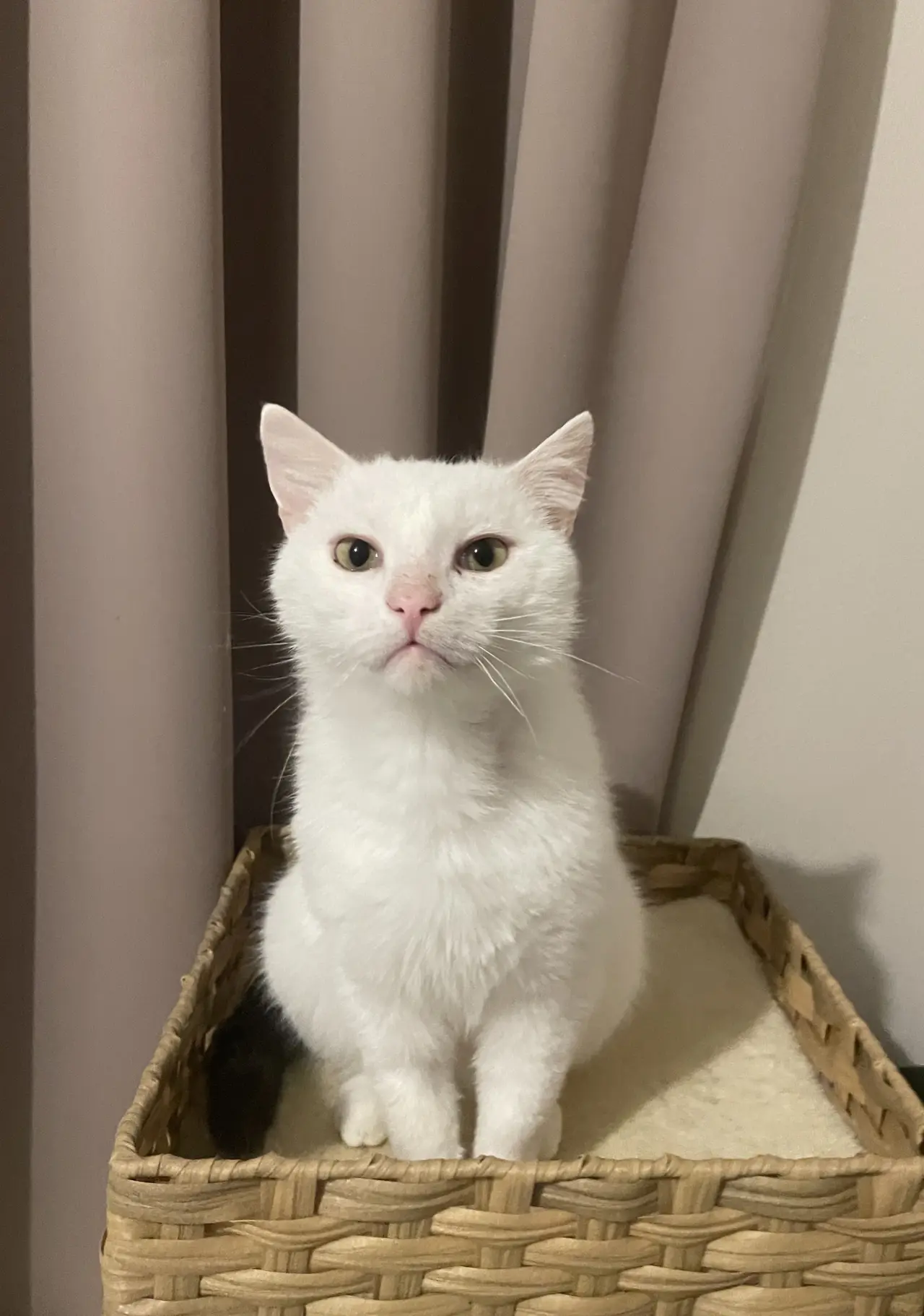 Pomohli ste Sniežikovi v boji s FIP