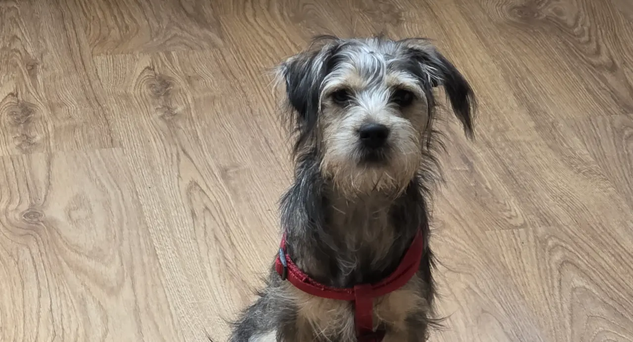 Pomohli ste Rumi žiť bez bolesti