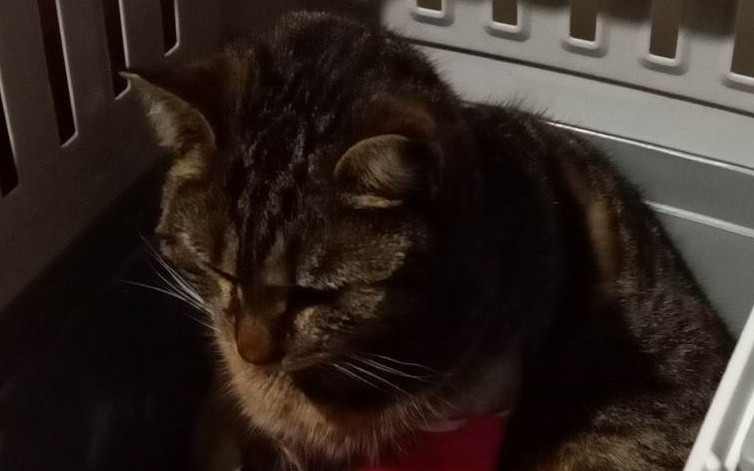 Pomôžme Micke dostať sa zo škaredého zranenia