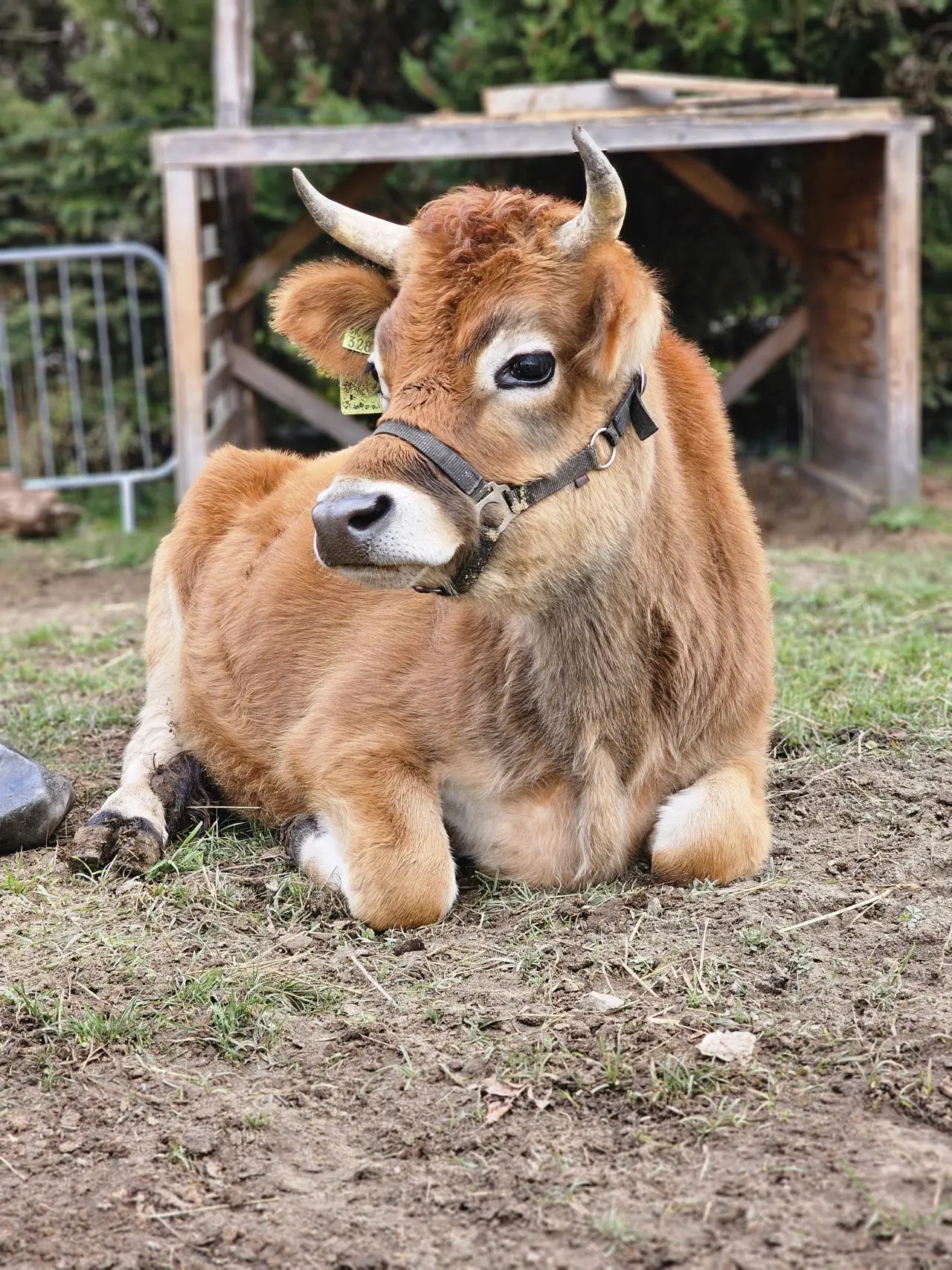 🐾 Pomôžme pokryť náklady na prevádzku Sokoliarne a Minizoo Devín
