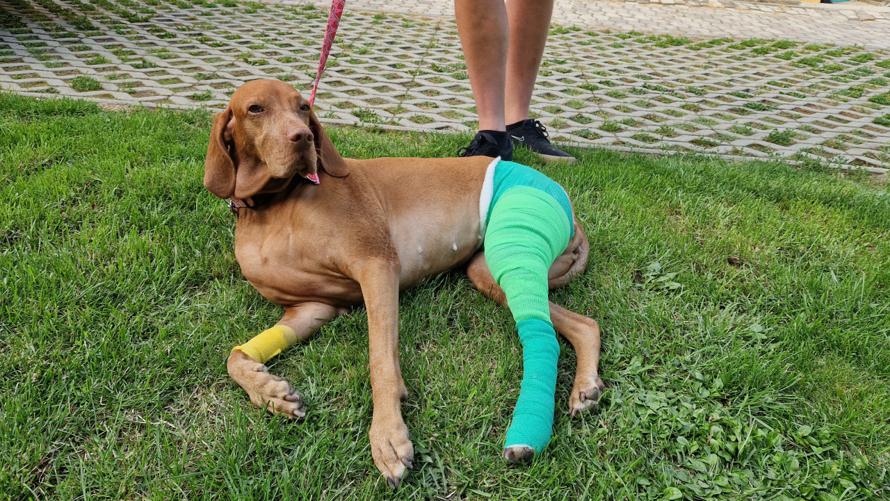 Pomôžme Zarke aj naďalej behať a užívať si život