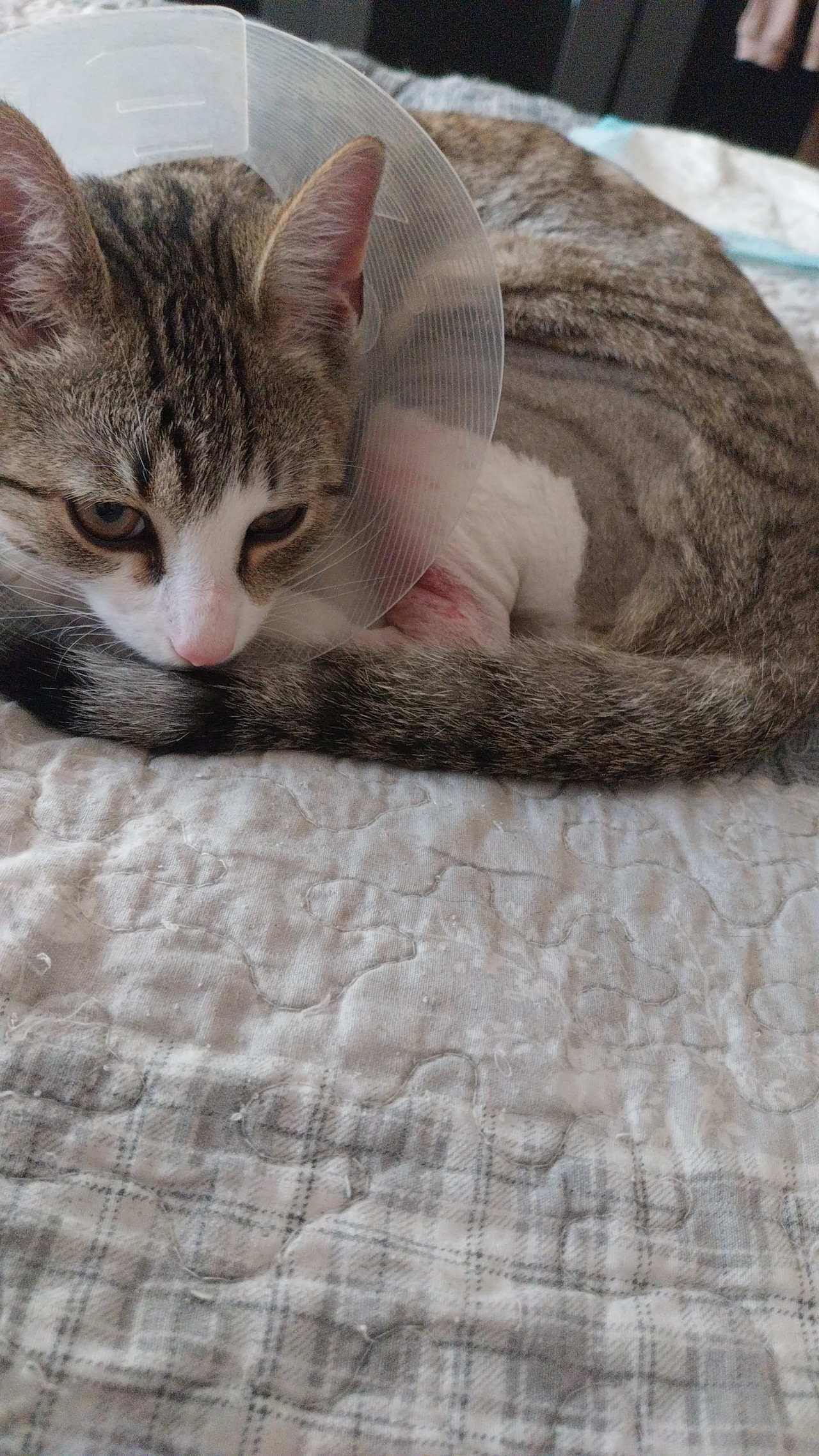 Pomôžte nám uhradiť veterinárne náklady za zlomenú nôžku kocúrika Pedríka