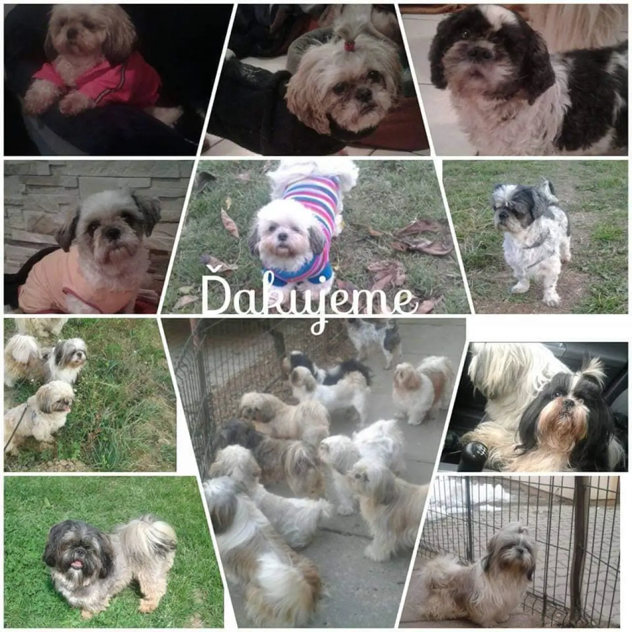 Pomôžte našim chorým senior psíkom - OZ pomoc psíkom Shih-tzu