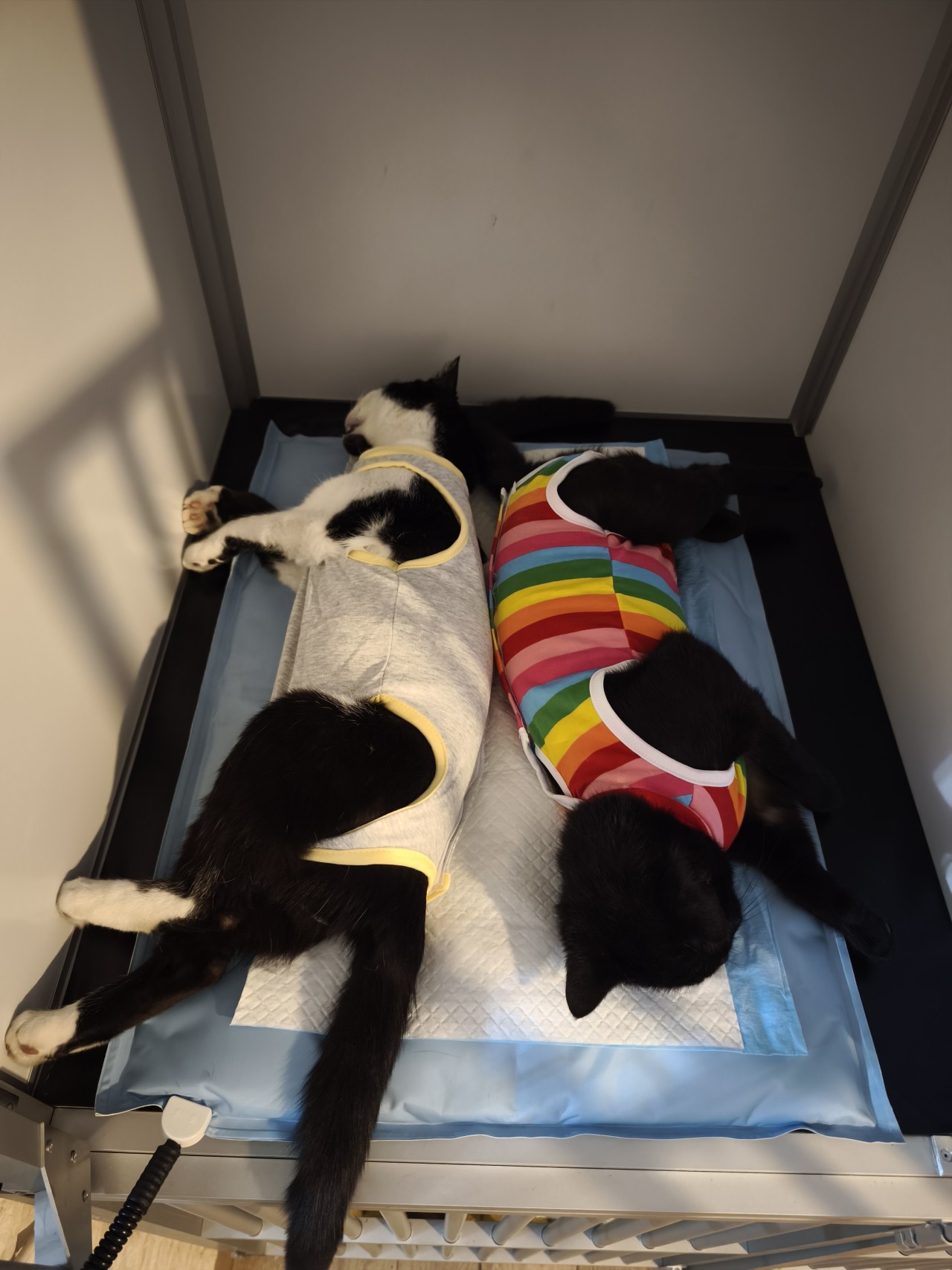 Podporte kastračnú akciu zameranú na vonkajšie túlavé mačky a kocúrov🐾
