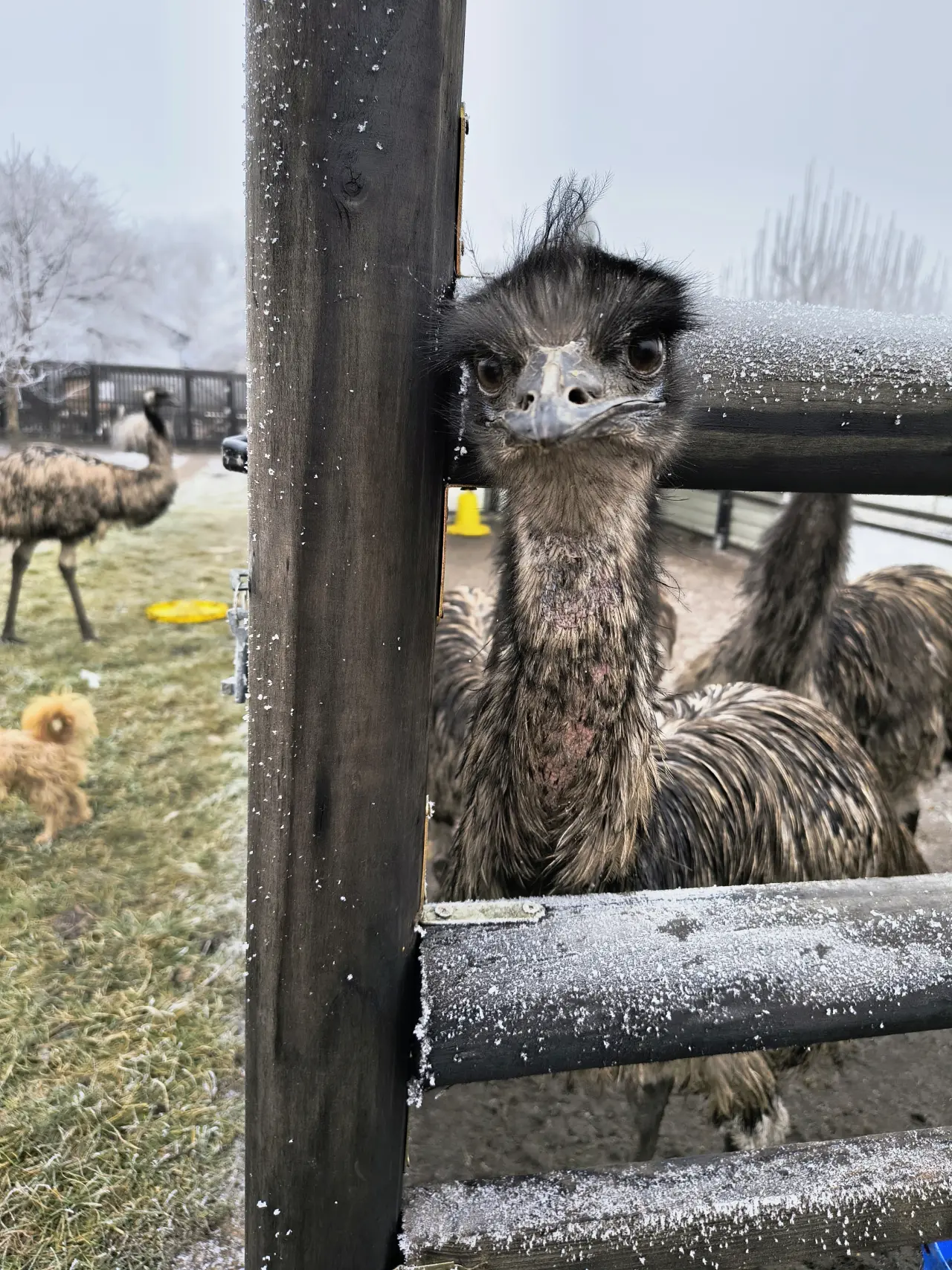 Farmička Monili : Spolu vybudujme lepšie miesto pre zvieratá