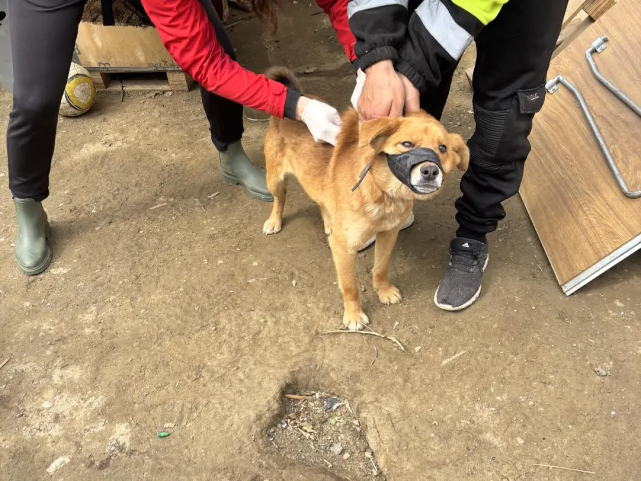 Podporili ste veterinárnu starostlivosť pre psy v osadách