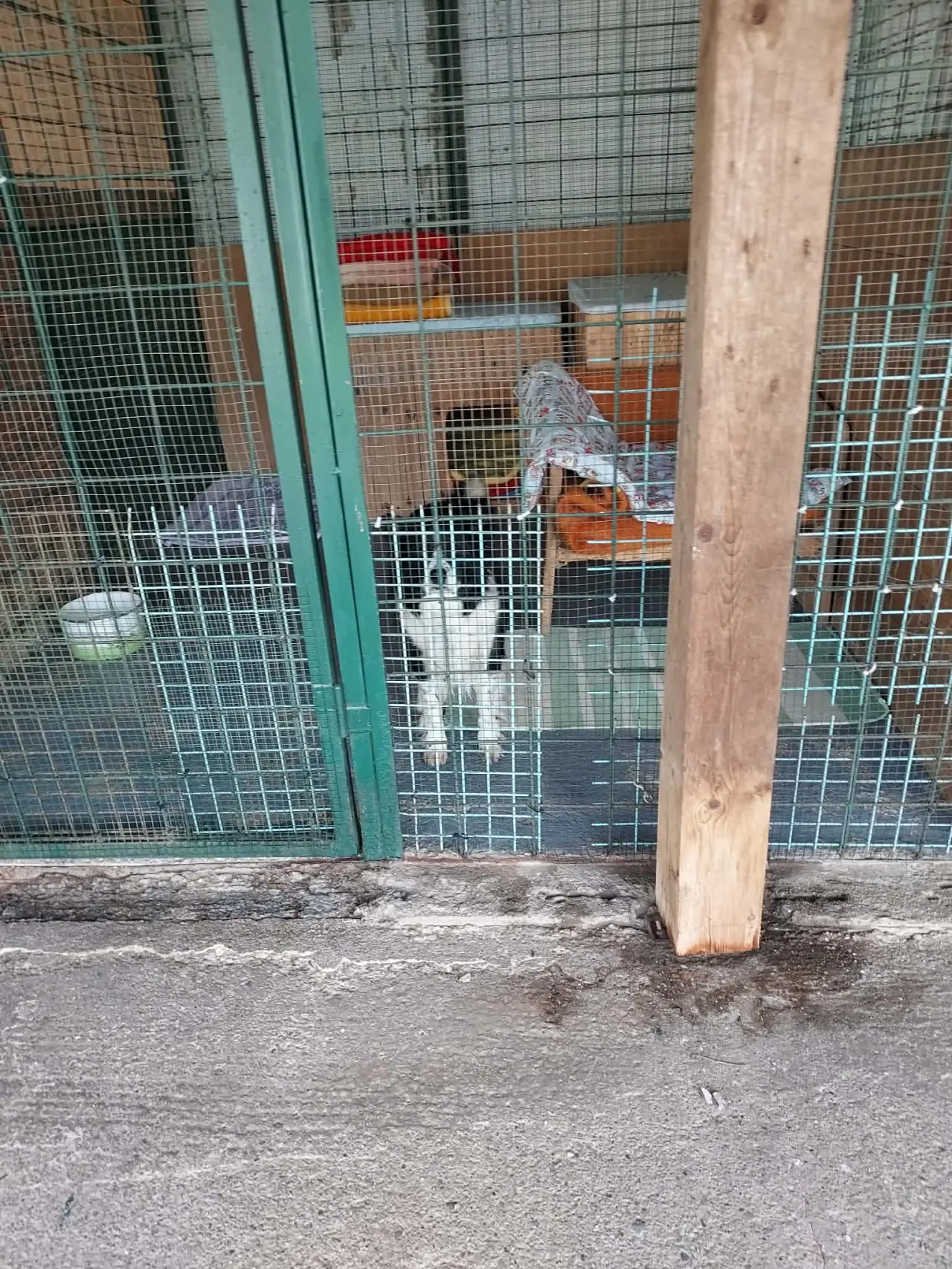 Pomohli ste útulku Sloboda zvierat Trnava