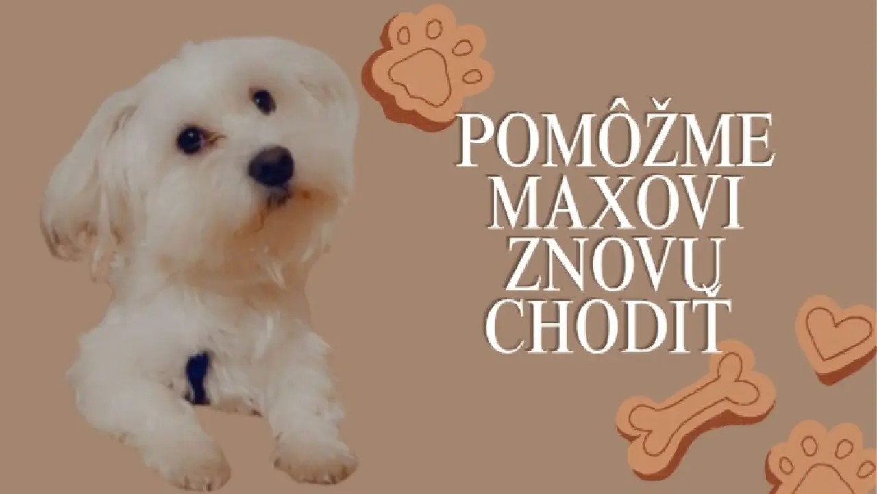 Pomôžme Maxovi znovu chodiť 🐾